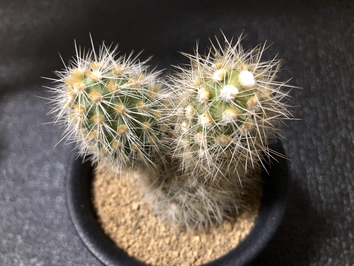 f:id:cactuspower:20191029232426j:plain