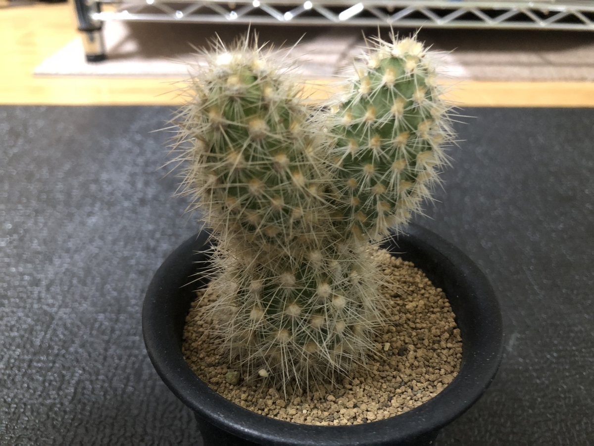 f:id:cactuspower:20191029232514j:plain