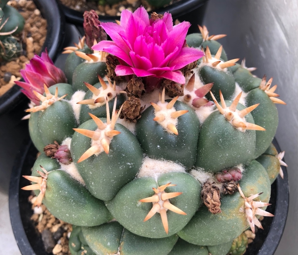 f:id:cactuspower:20191030215130j:plain