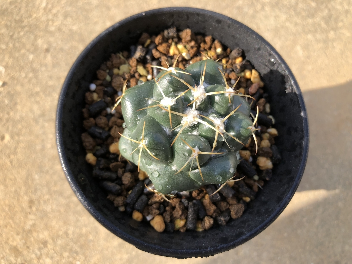 f:id:cactuspower:20191031132045j:plain