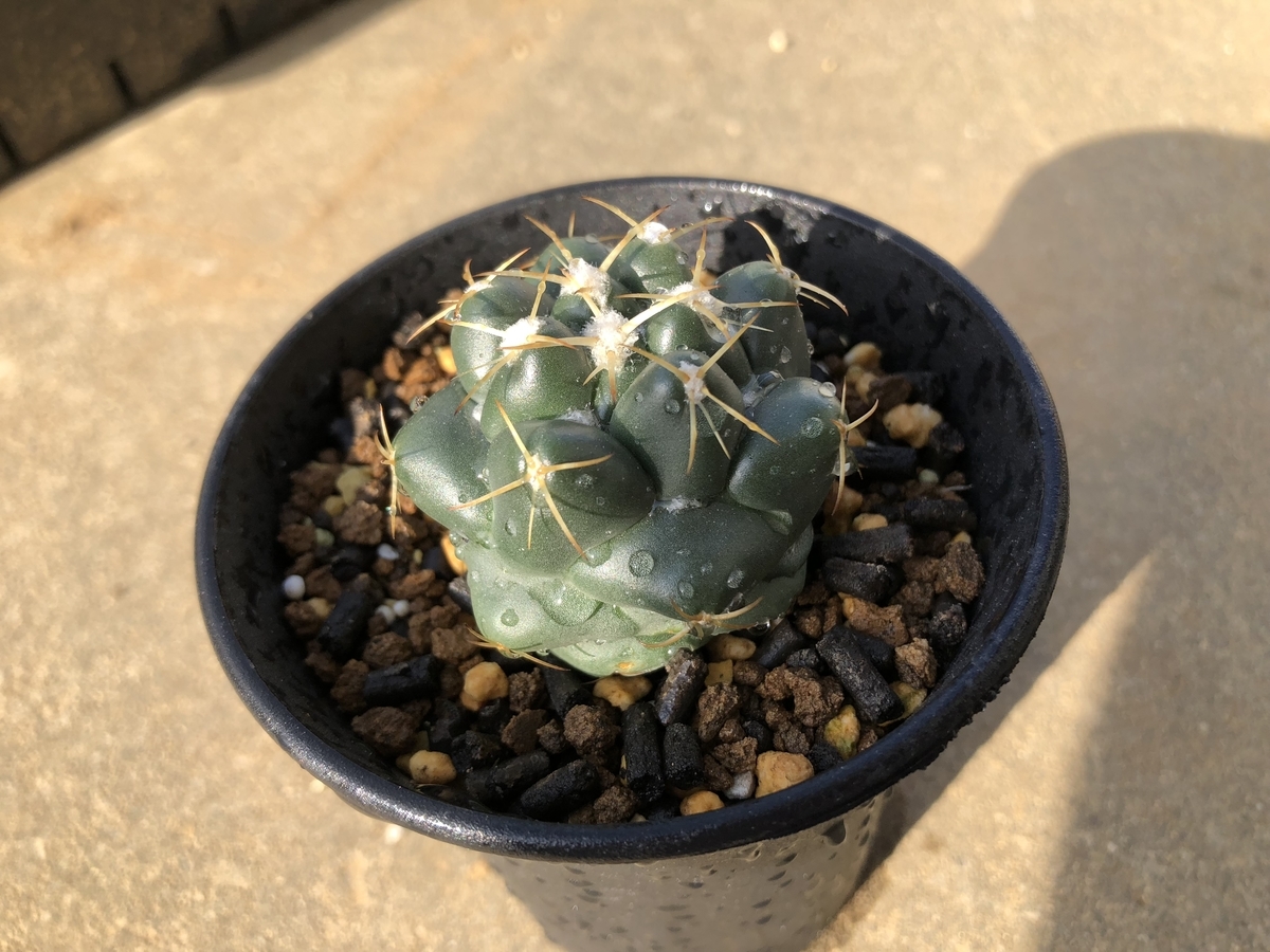 f:id:cactuspower:20191031132106j:plain