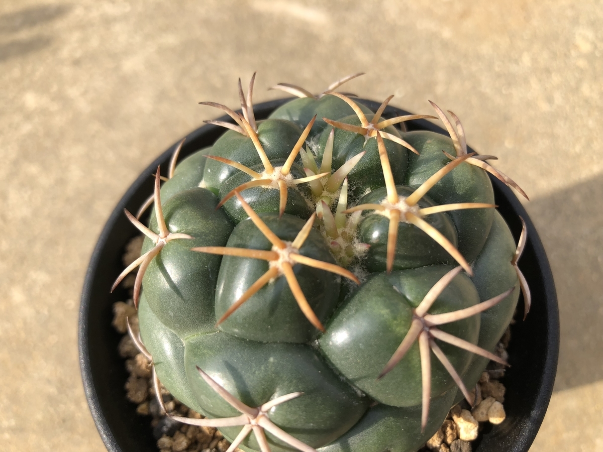 f:id:cactuspower:20191103121420j:plain