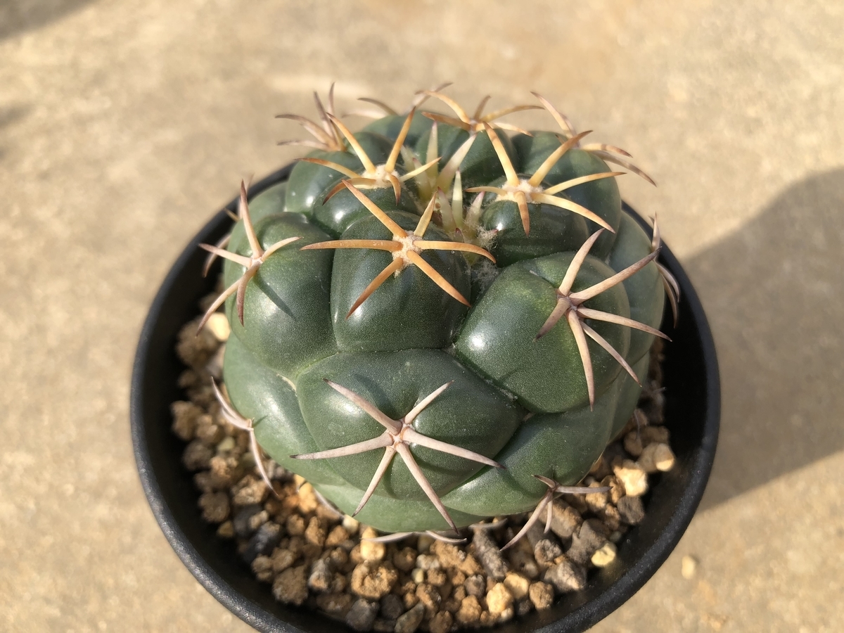 f:id:cactuspower:20191103121602j:plain