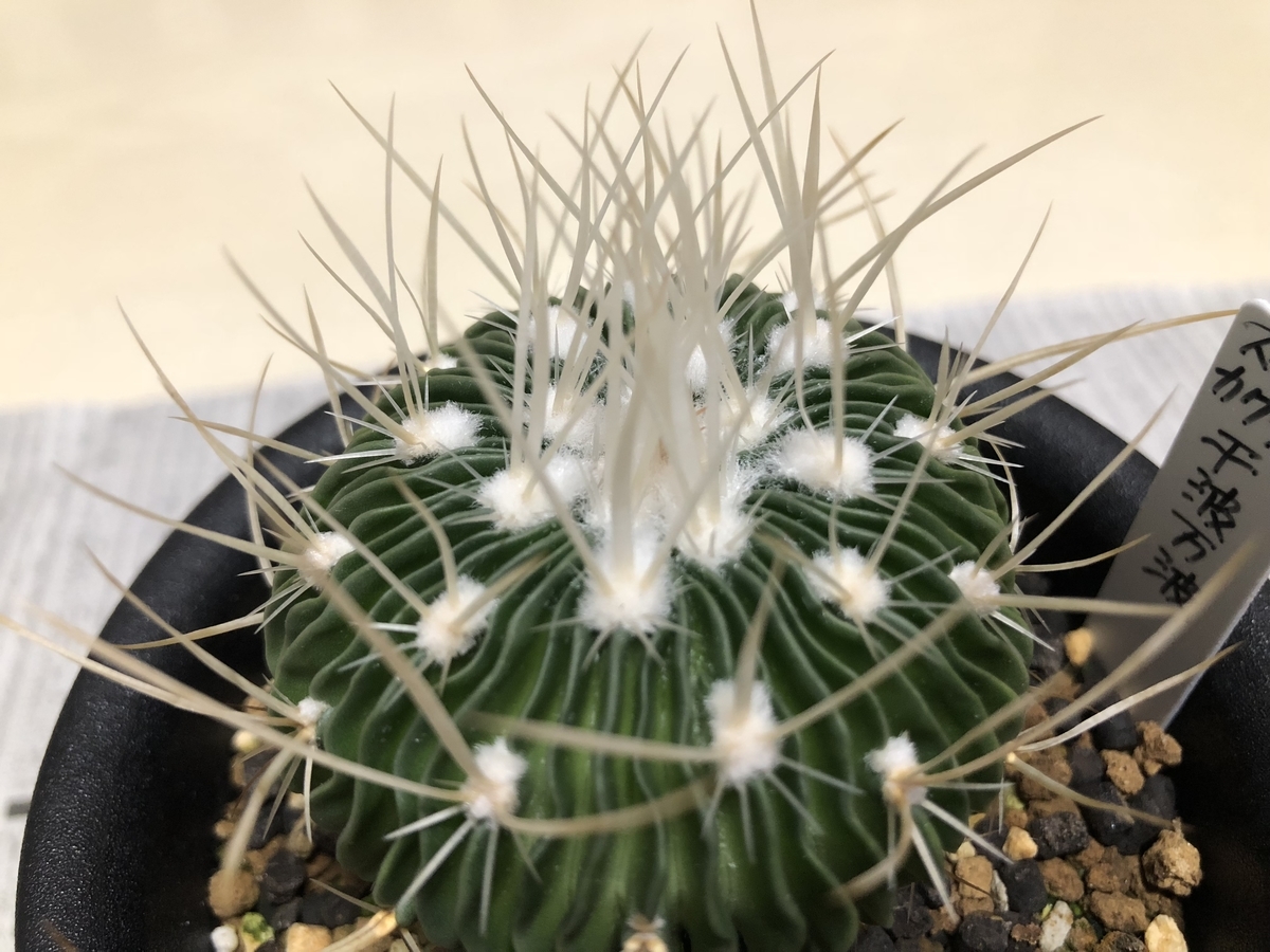 今日はステノカクタスで - cactuspower サボテン日記