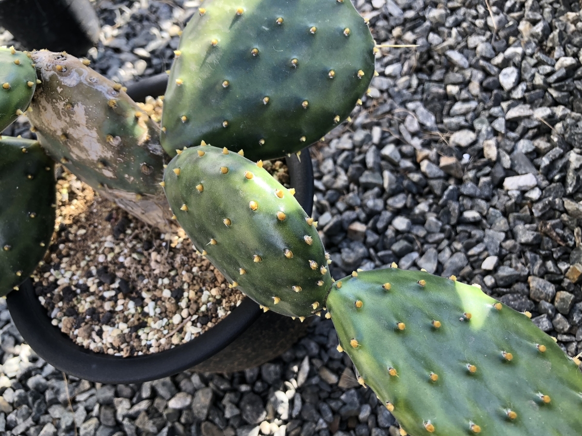 f:id:cactuspower:20191115124434j:plain f:id:cactuspower:20191115124434j:plain