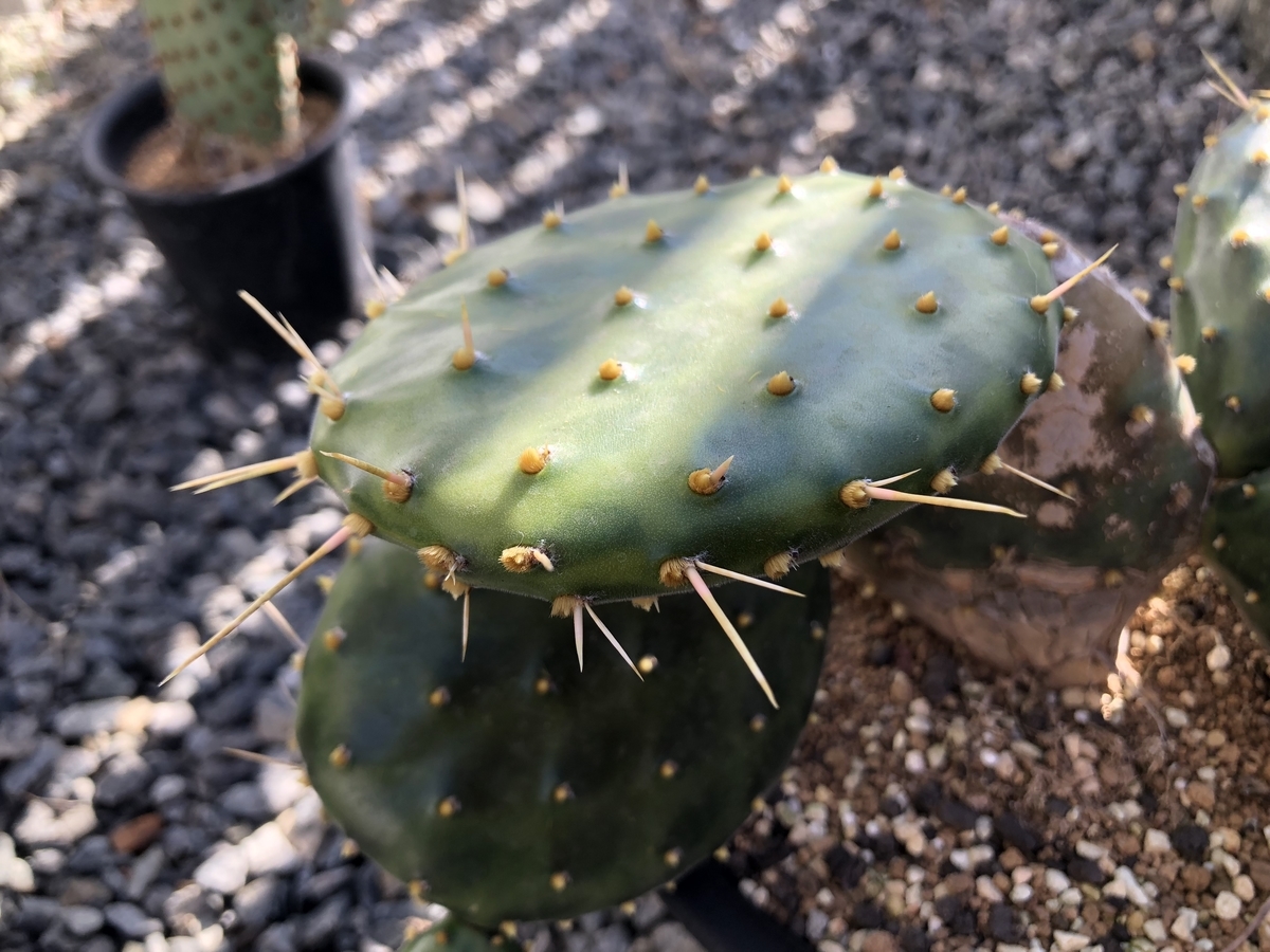 f:id:cactuspower:20191115124759j:plain f:id:cactuspower:20191115124759j:plain