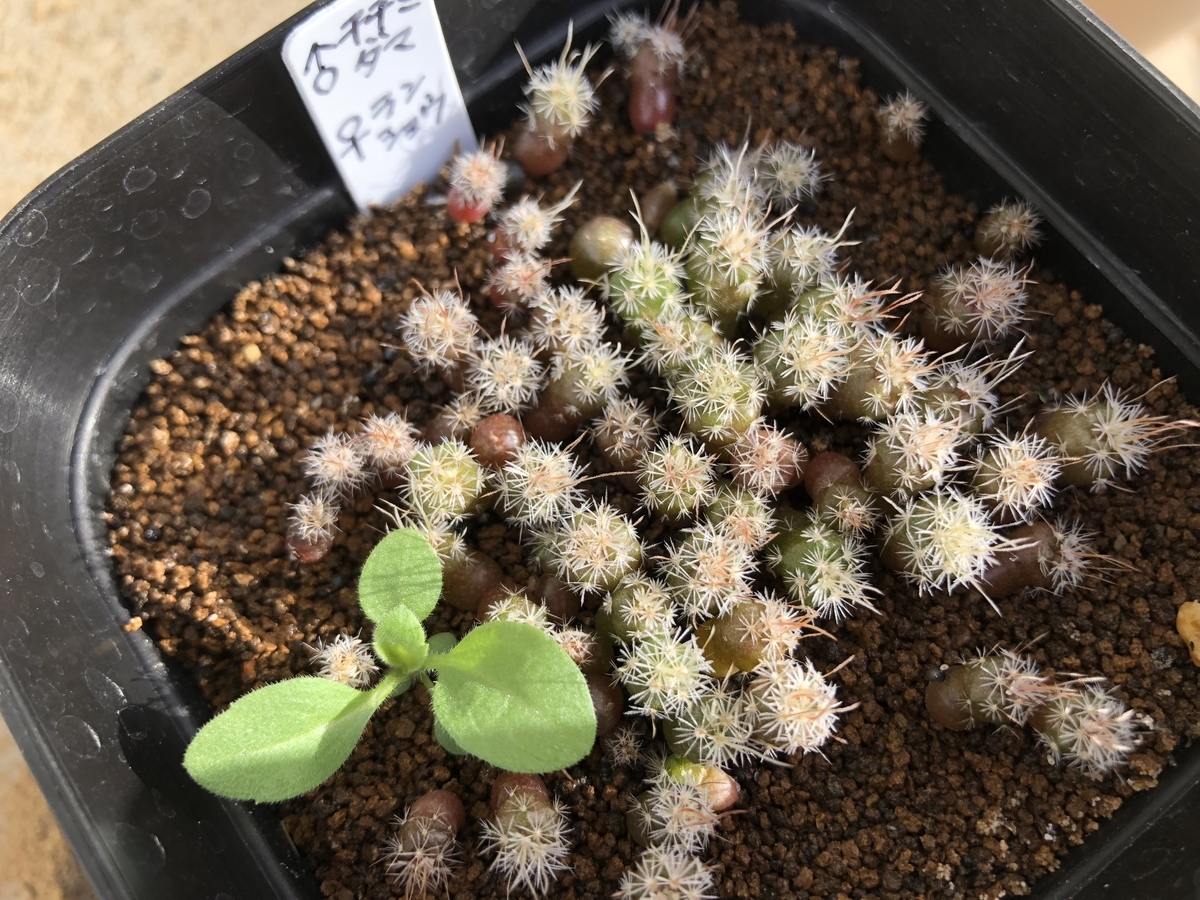 f:id:cactuspower:20191118125116j:plain