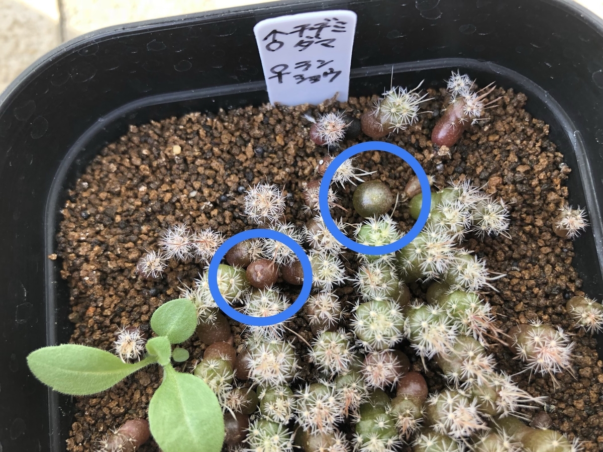 f:id:cactuspower:20191118125357j:plain