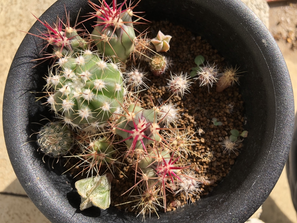 f:id:cactuspower:20191119104154j:plain