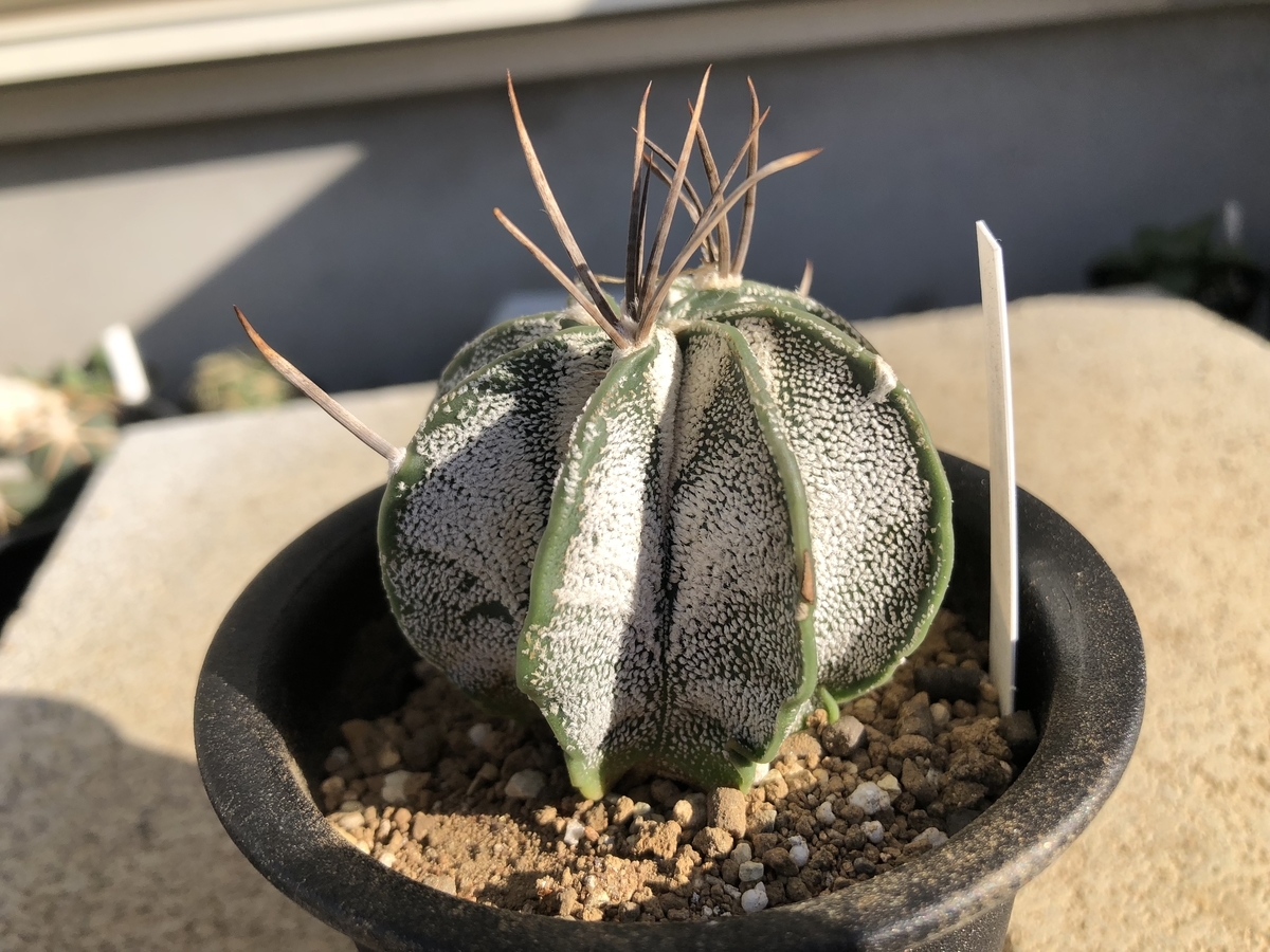 これから期待の白瑞鳳玉 - cactuspower サボテン日記