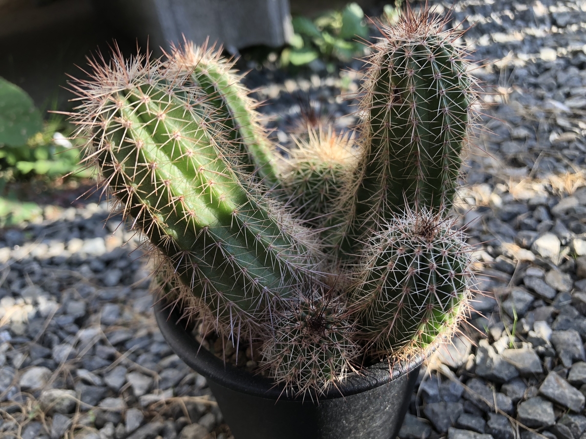 f:id:cactuspower:20191204140026j:plain