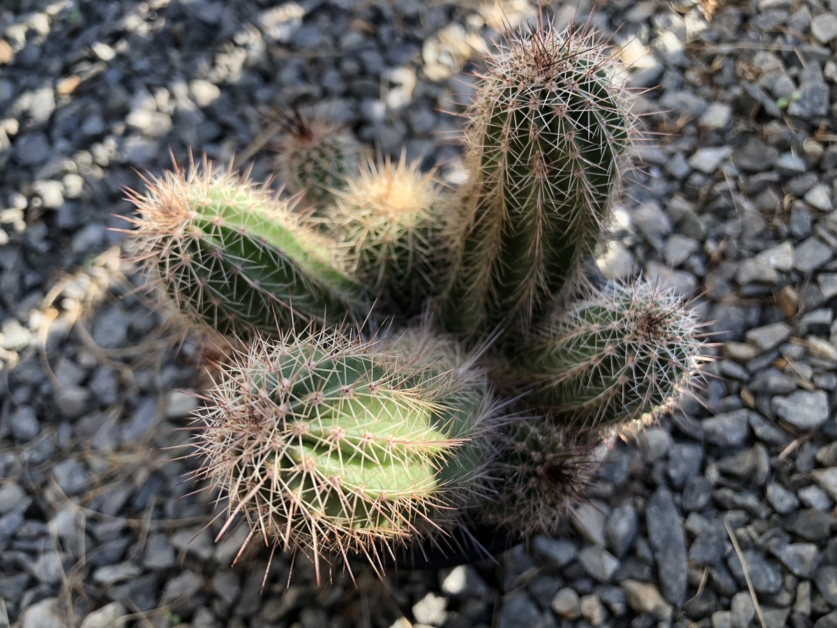 f:id:cactuspower:20191204140110j:plain