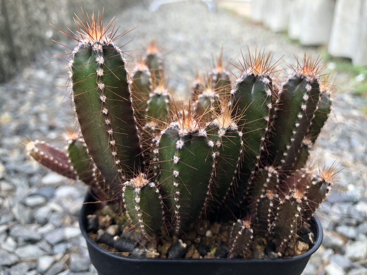 セレウス 鬼面角 実生1年ちょい経過 - cactuspower サボテン日記