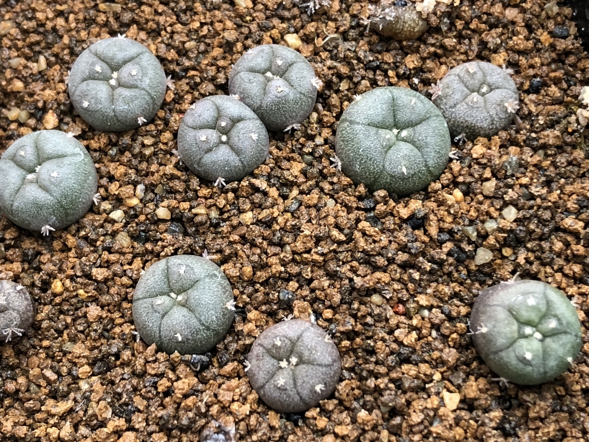 烏羽玉実生 1年ちょい。 - cactuspower サボテン日記