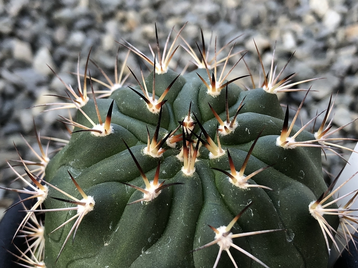 f:id:cactuspower:20191208123626j:plain f:id:cactuspower:20191208123626j:plain