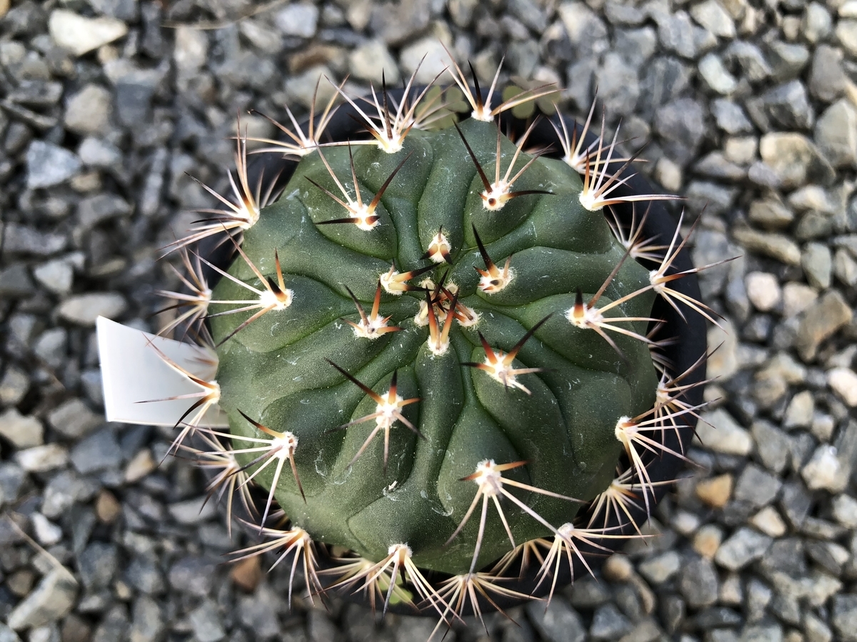 f:id:cactuspower:20191208123804j:plain f:id:cactuspower:20191208123804j:plain