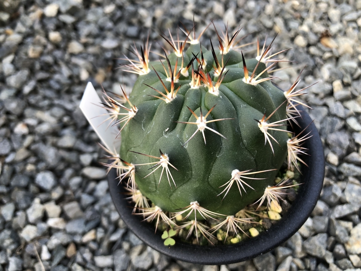 f:id:cactuspower:20191208123856j:plain f:id:cactuspower:20191208123856j:plain