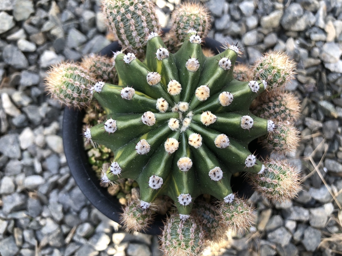 世界の図 カキコ 成長から1年ちょい経過 - cactuspower サボテン日記