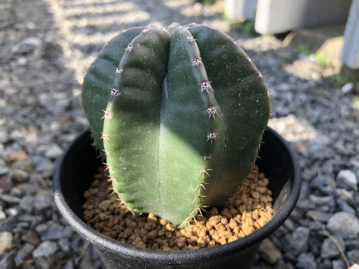 大仏！ - cactuspower サボテン日記