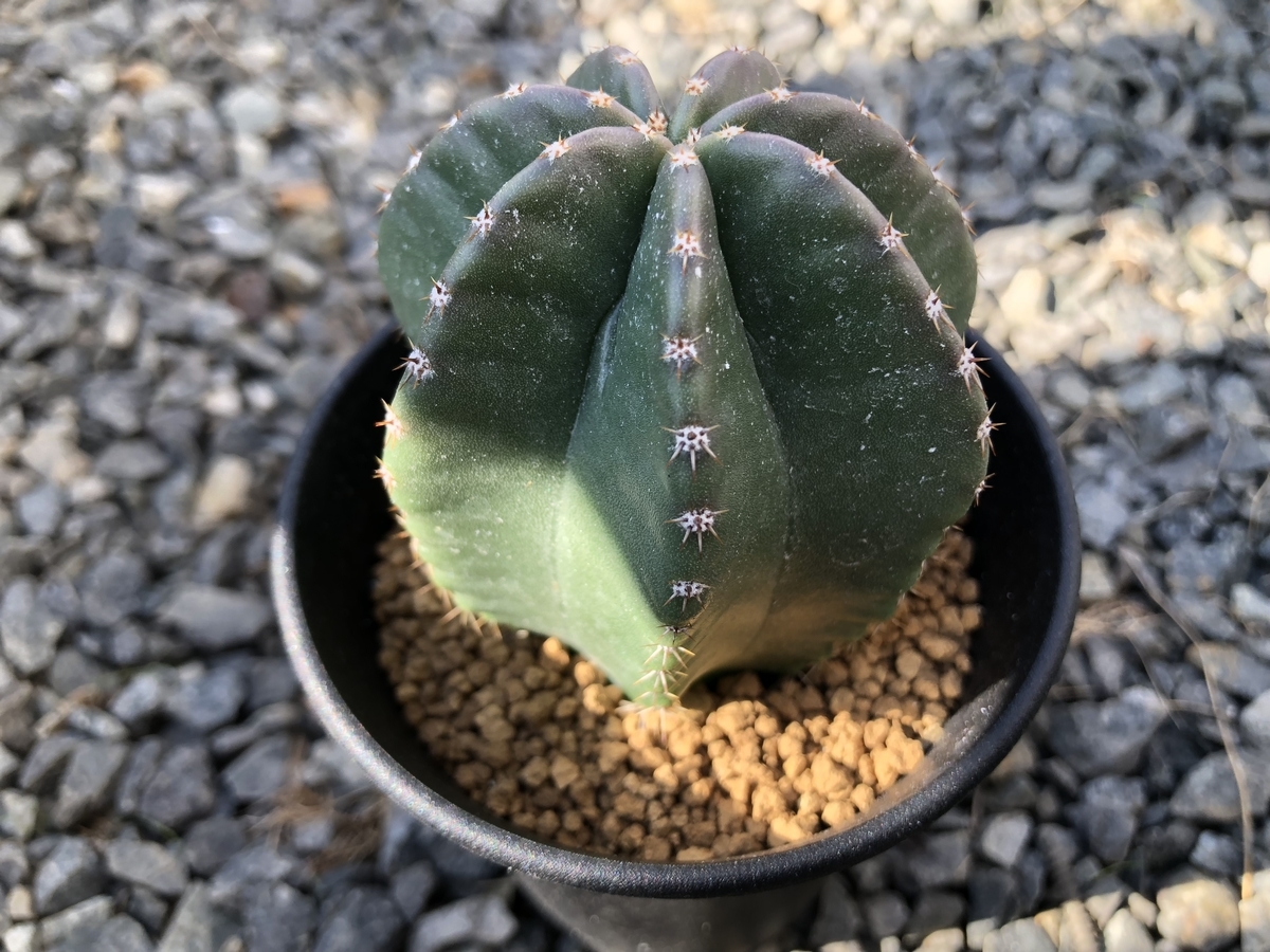 大仏！ - cactuspower サボテン日記