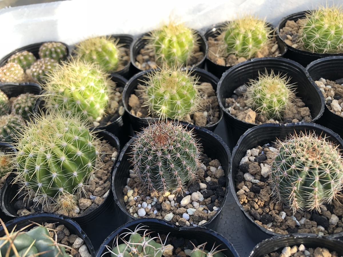 f:id:cactuspower:20191216131938j:plain