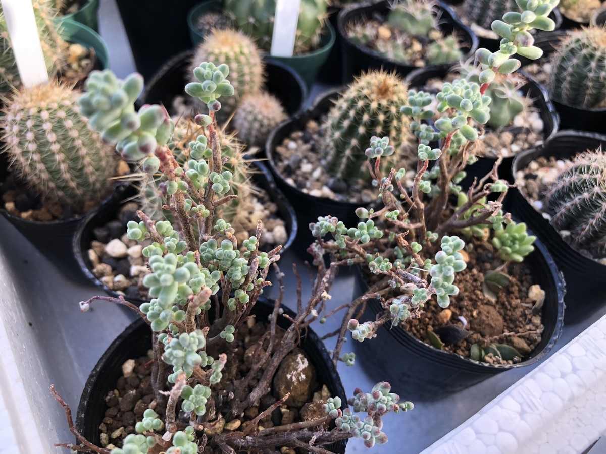 f:id:cactuspower:20191216132136j:plain