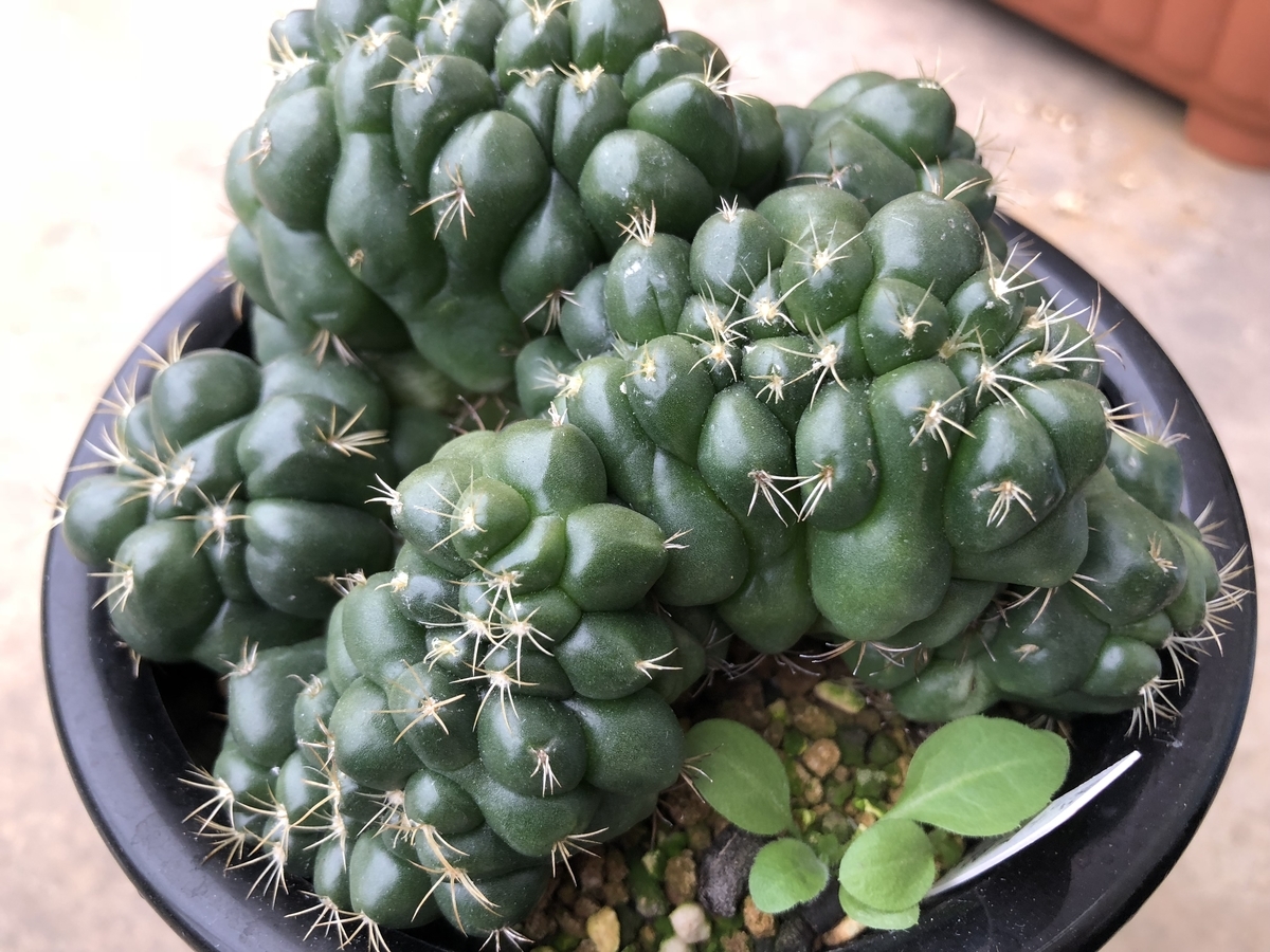 気になる綴化 石化 Cactuspower サボテン日記