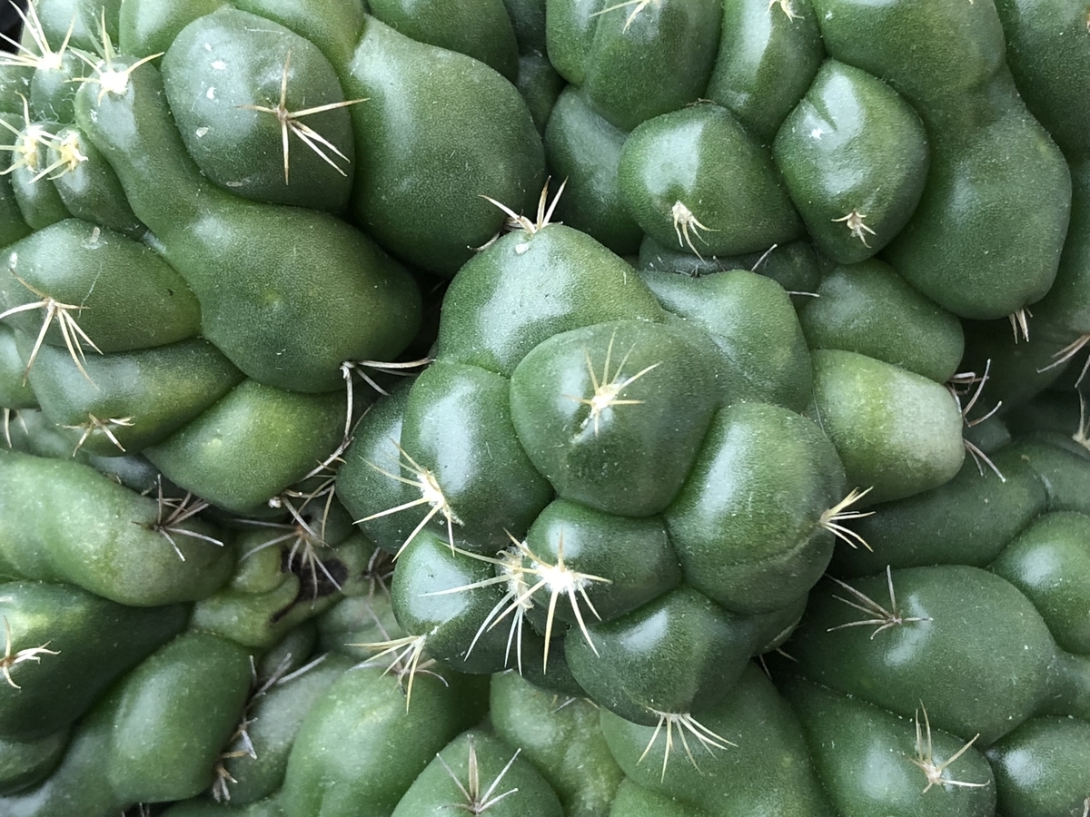 気になる綴化 石化 Cactuspower サボテン日記