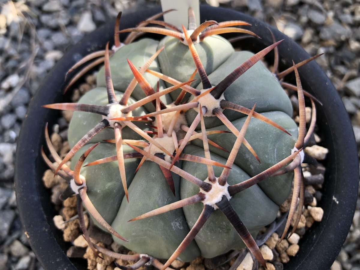 f:id:cactuspower:20191220142747j:plain