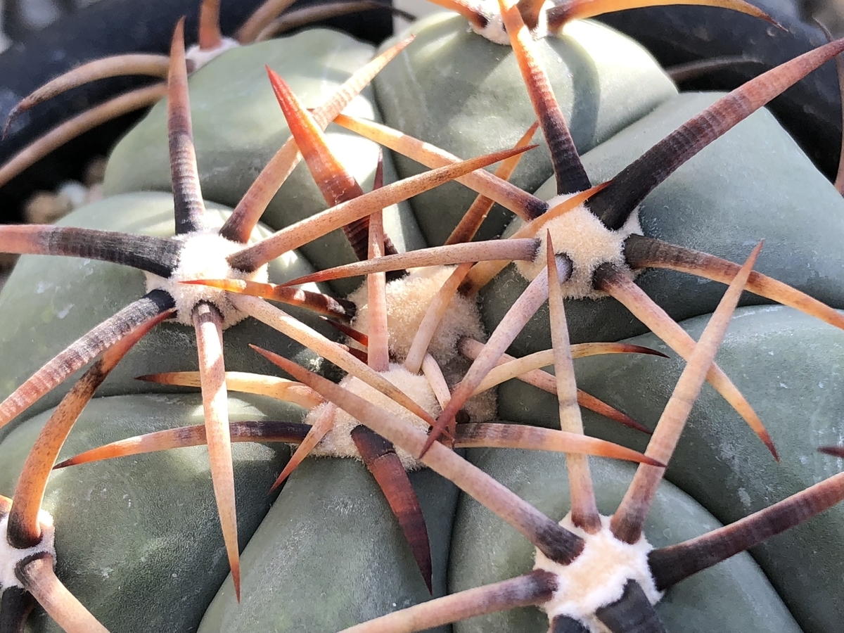 f:id:cactuspower:20191220142934j:plain