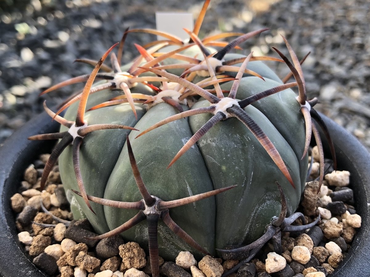 f:id:cactuspower:20191220143041j:plain