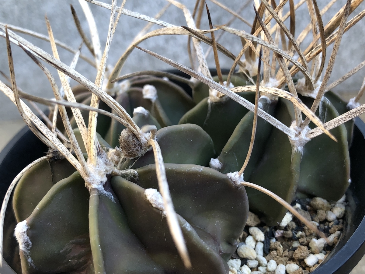 f:id:cactuspower:20200102211027j:plain