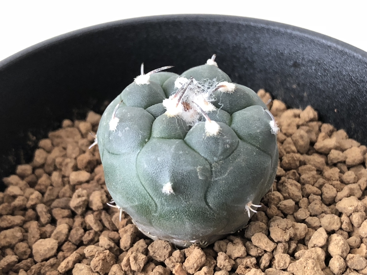 ツルビニカルプス ハウエルニギー - cactuspower サボテン日記