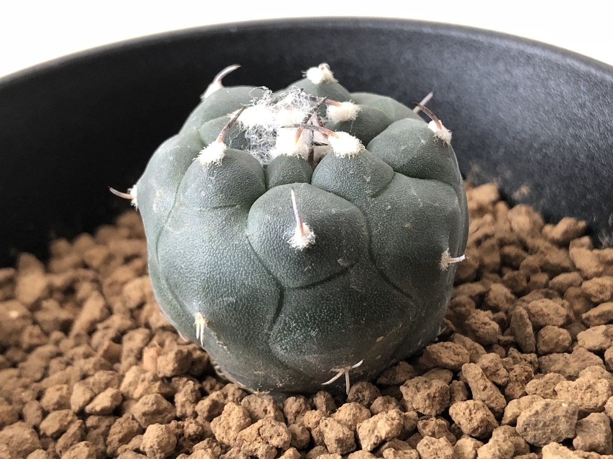 ツルビニカルプス ハウエルニギー - cactuspower サボテン日記