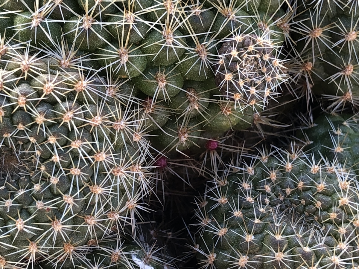 f:id:cactuspower:20200110130832j:plain