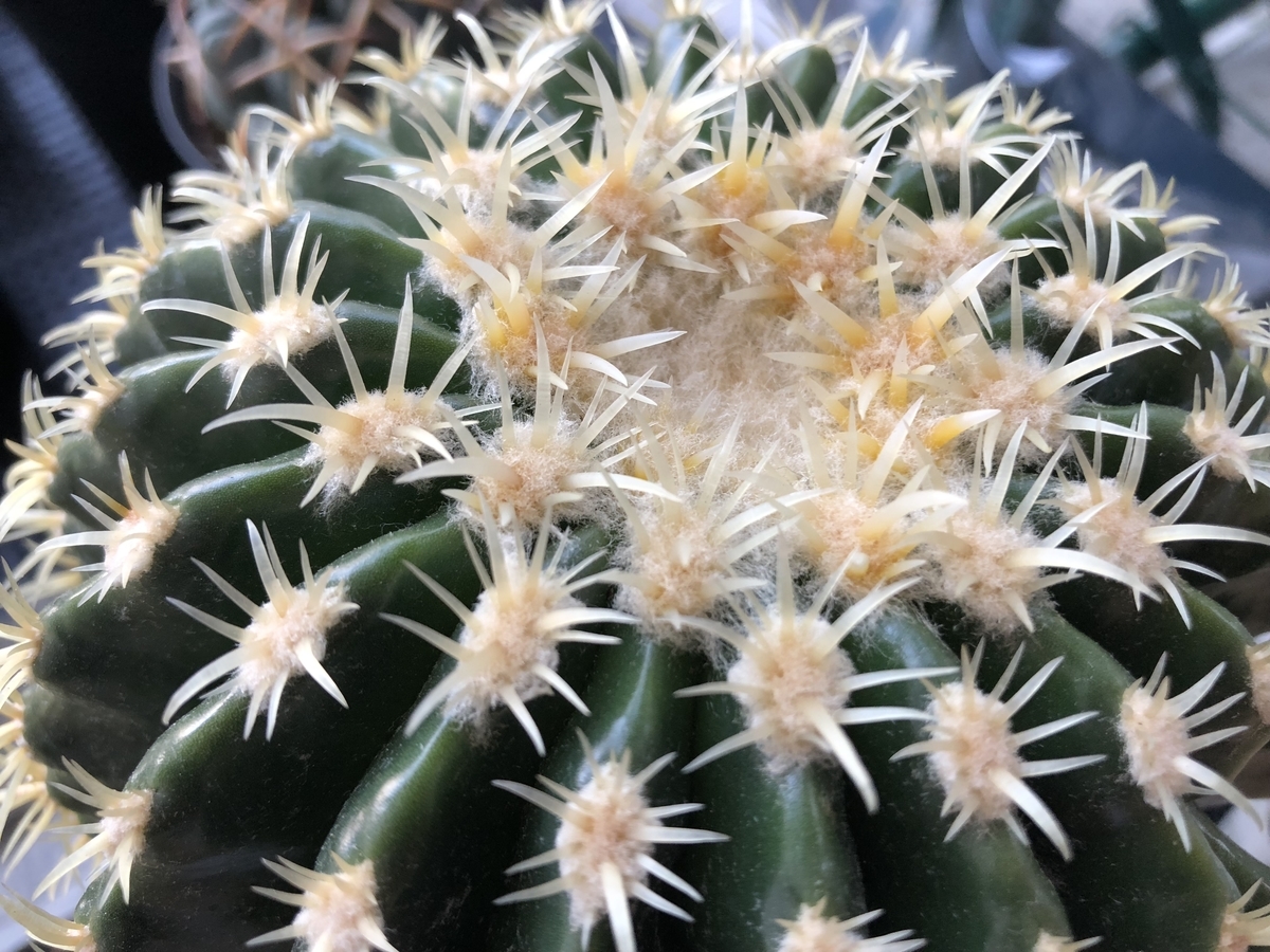 f:id:cactuspower:20200112211003j:plain