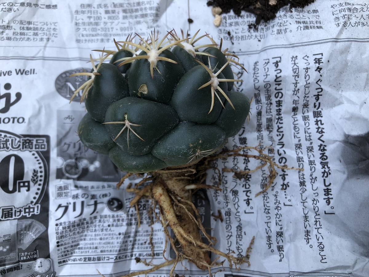 f:id:cactuspower:20200112211513j:plain