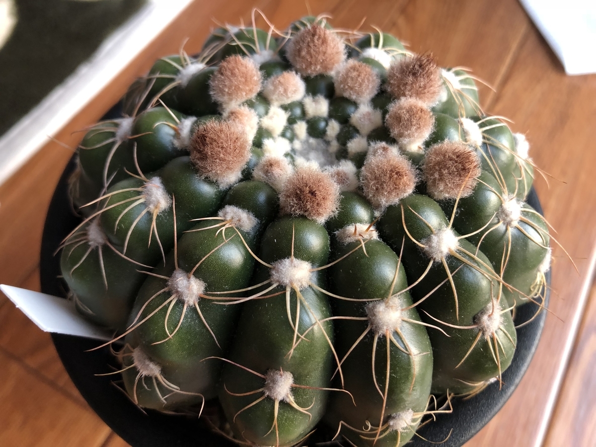 f:id:cactuspower:20200112212755j:plain