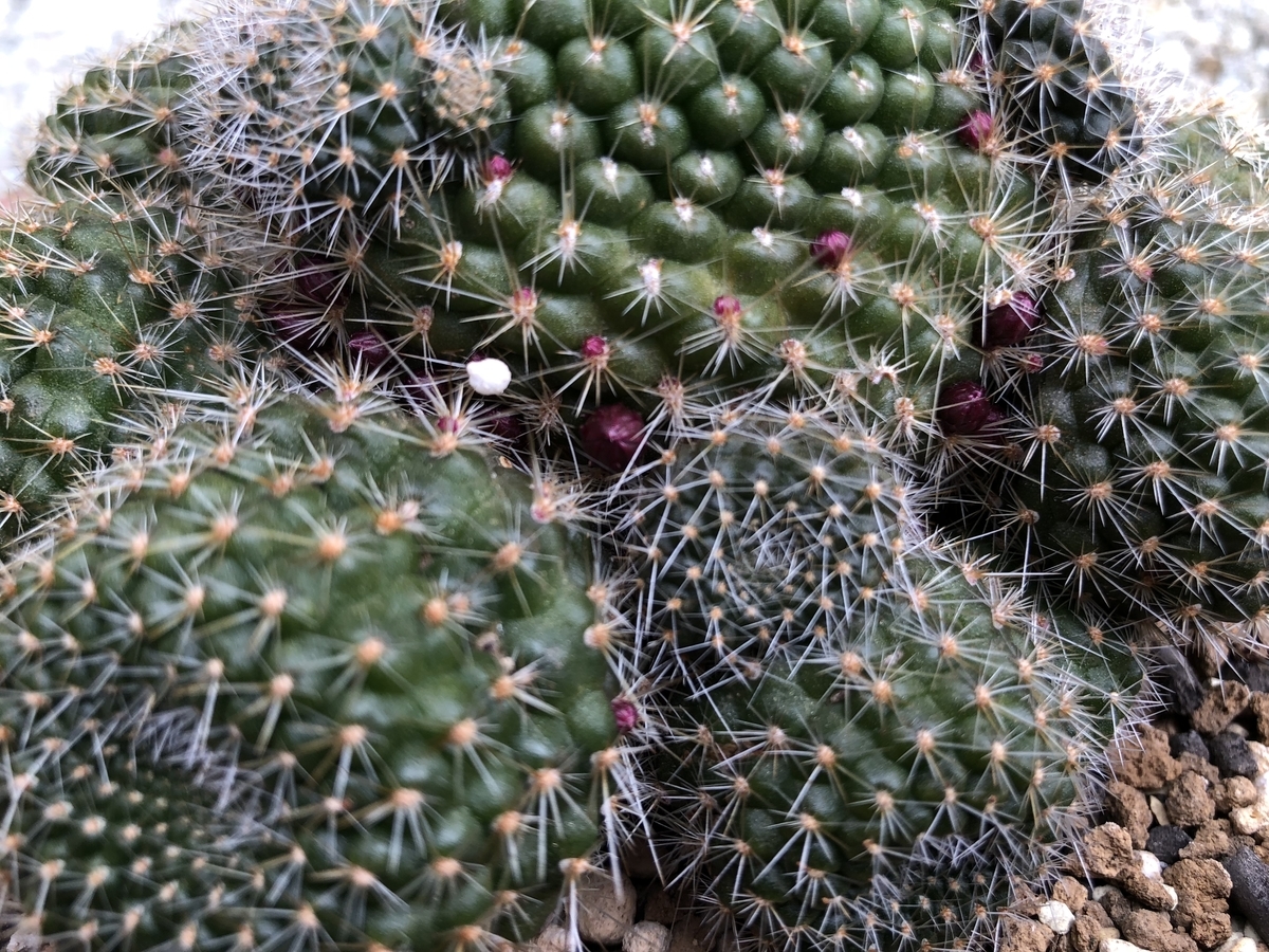 f:id:cactuspower:20200112212938j:plain