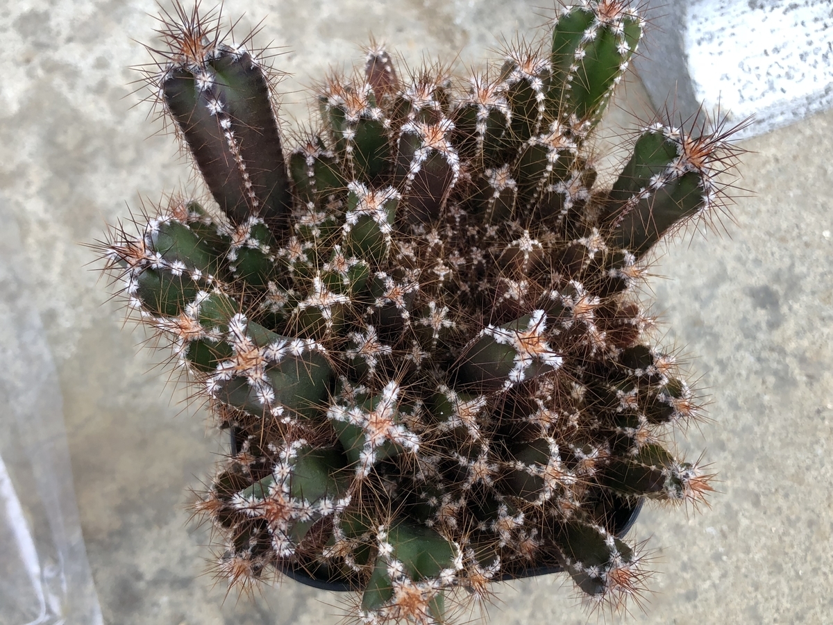 f:id:cactuspower:20200126151403j:plain