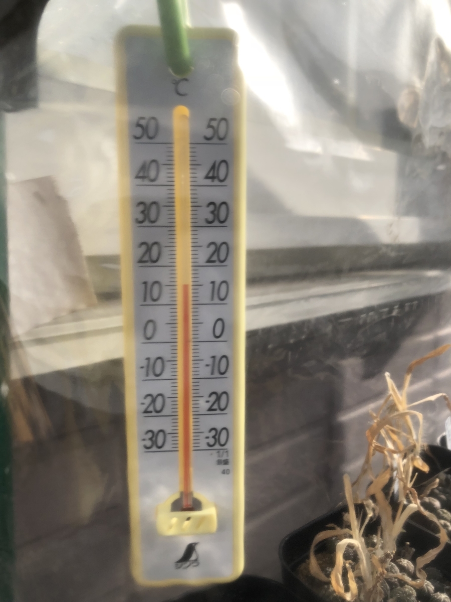 f:id:cactuspower:20200207142950j:plain f:id:cactuspower:20200207142950j:plain