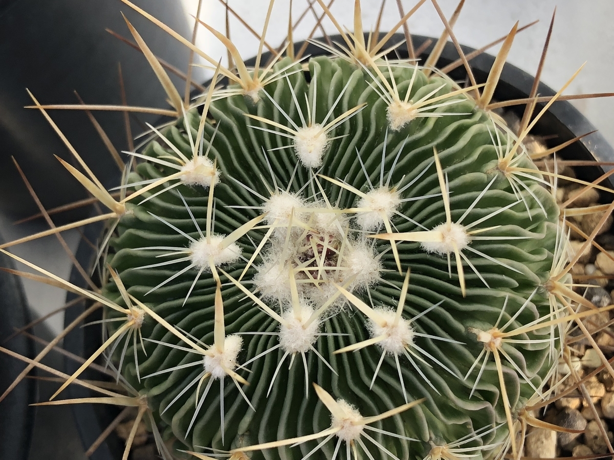 f:id:cactuspower:20200211140241j:plain