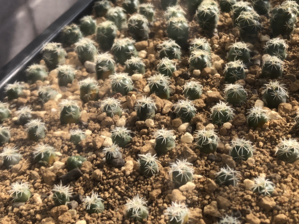 f:id:cactuspower:20200211140621j:plain