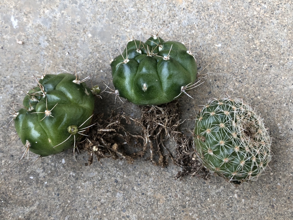 f:id:cactuspower:20200220131653j:plain f:id:cactuspower:20200220131653j:plain