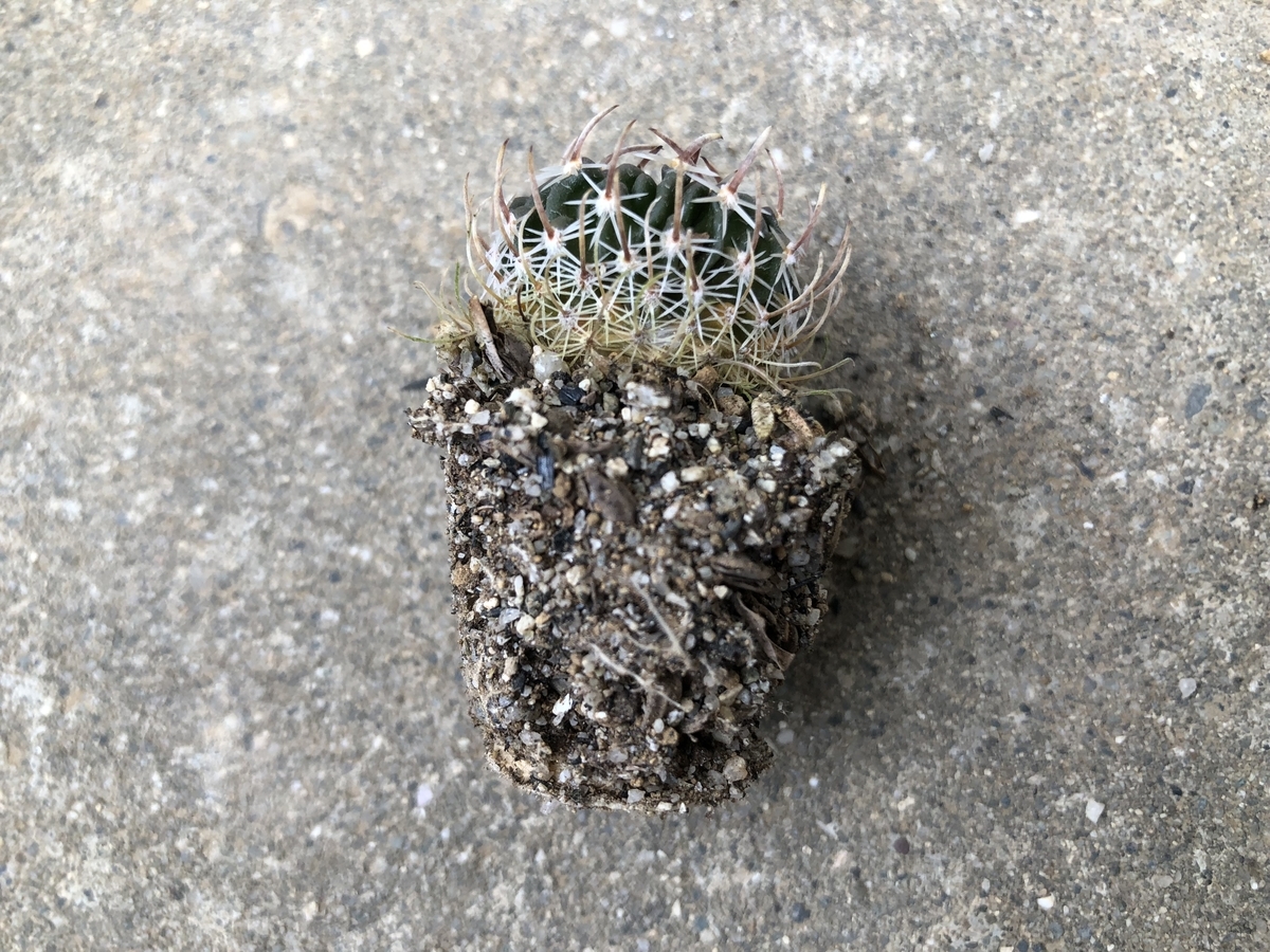 f:id:cactuspower:20200220131956j:plain f:id:cactuspower:20200220131956j:plain