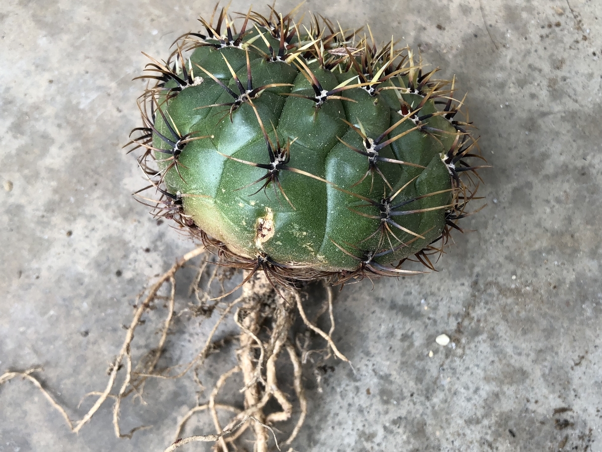 f:id:cactuspower:20200220132354j:plain f:id:cactuspower:20200220132354j:plain
