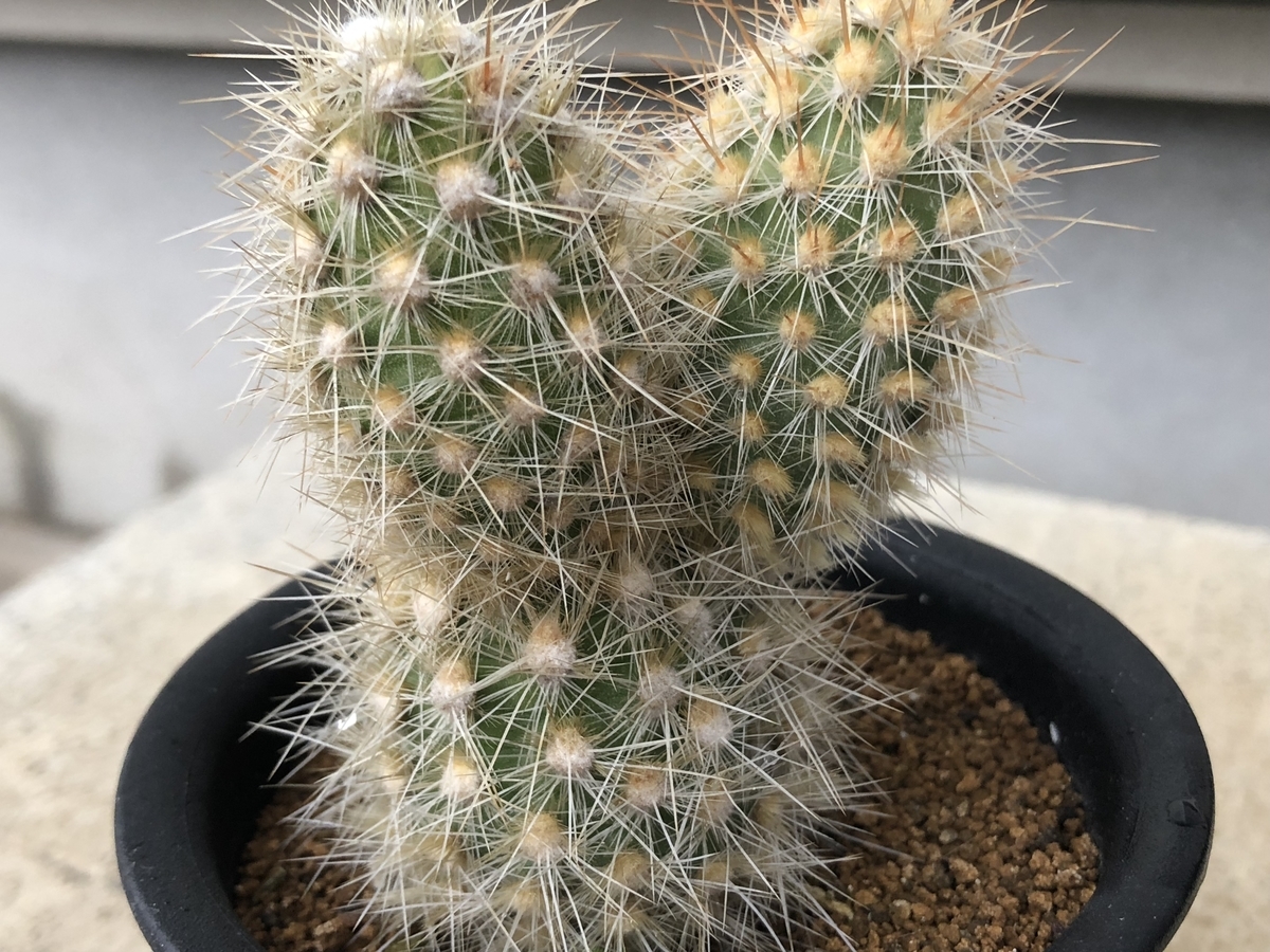 困った 大御所に異変 Cactuspower サボテン日記