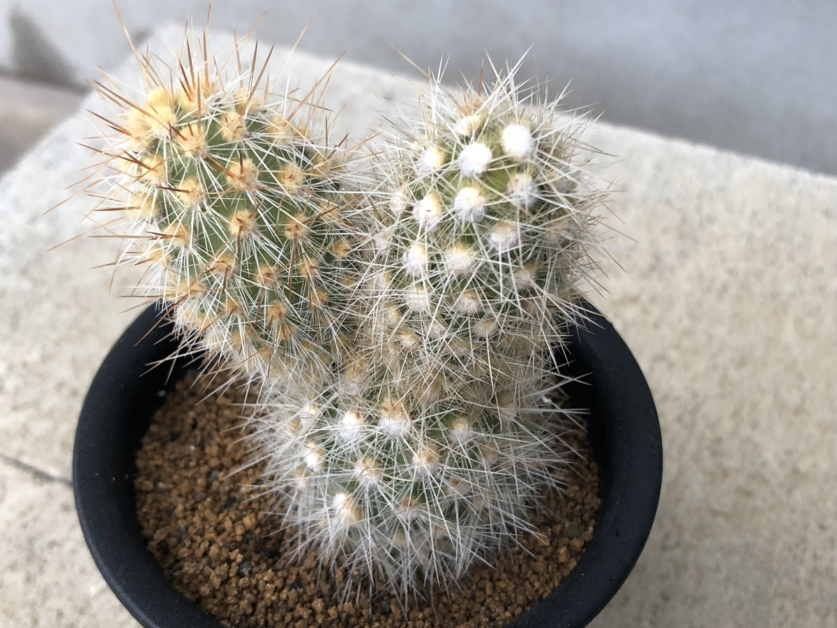 困った 大御所に異変 Cactuspower サボテン日記