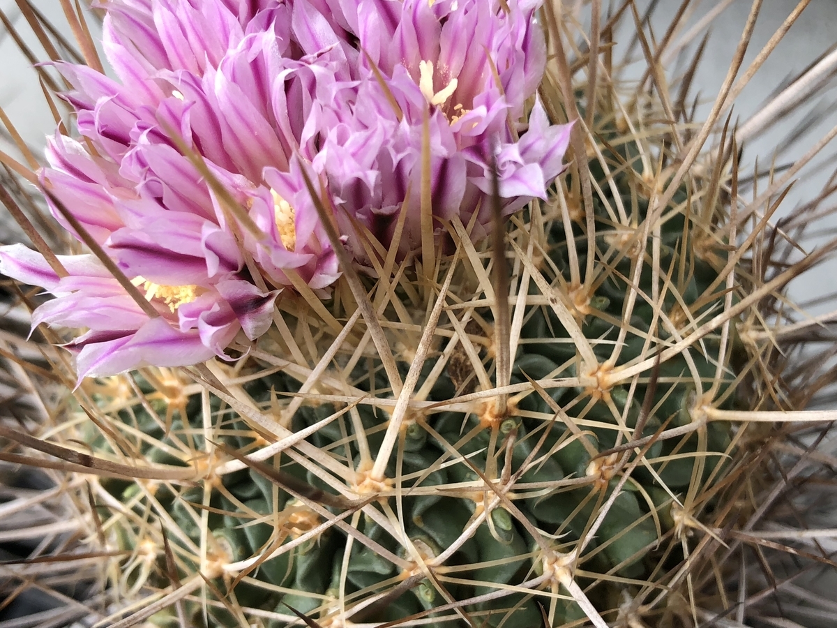 f:id:cactuspower:20200225222251j:plain