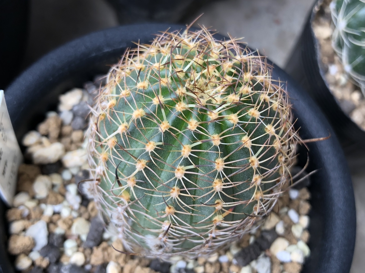 f:id:cactuspower:20200225223228j:plain